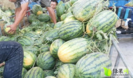 东明县吃瓜爆料,揭秘当地热点事件背后的真相